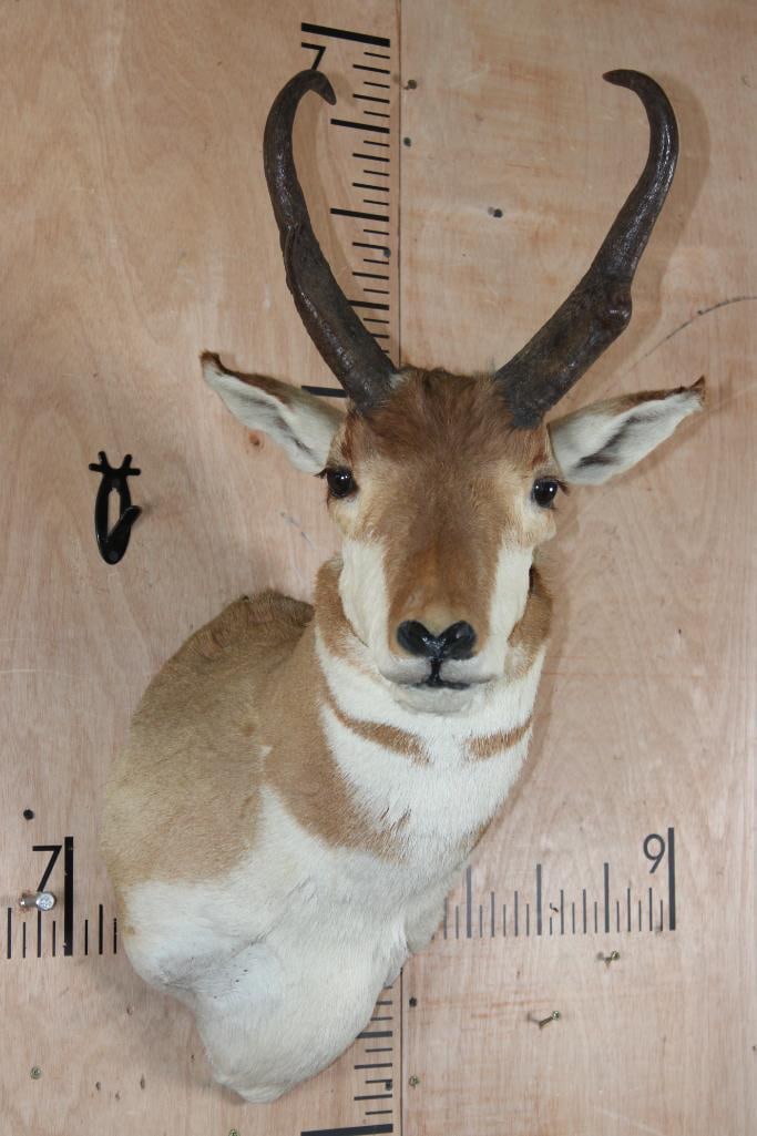 PRONGHORN Shoulder Mount: Nice Older PRONGHORN Shoulder Mount. It is in Good Condition. TAXIDERMY 