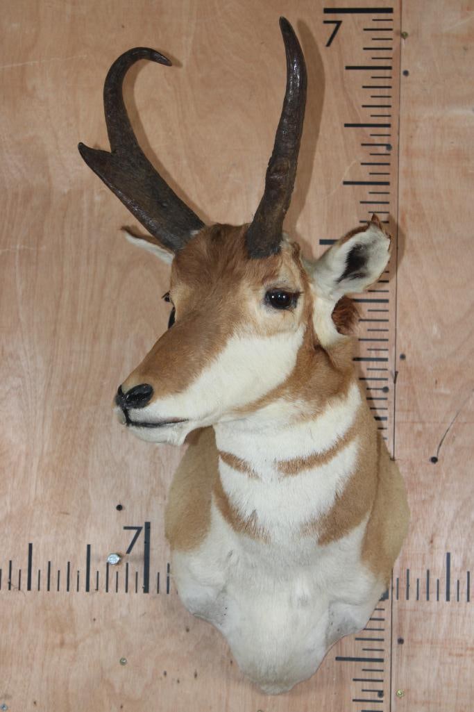 PRONGHORN Shoulder Mount - 2