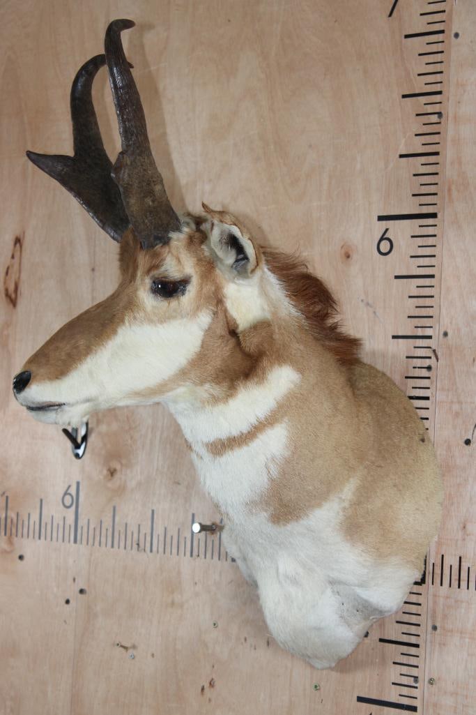 PRONGHORN Shoulder Mount - 3