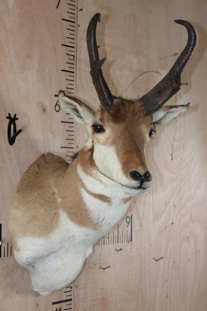 PRONGHORN Shoulder Mount - 4