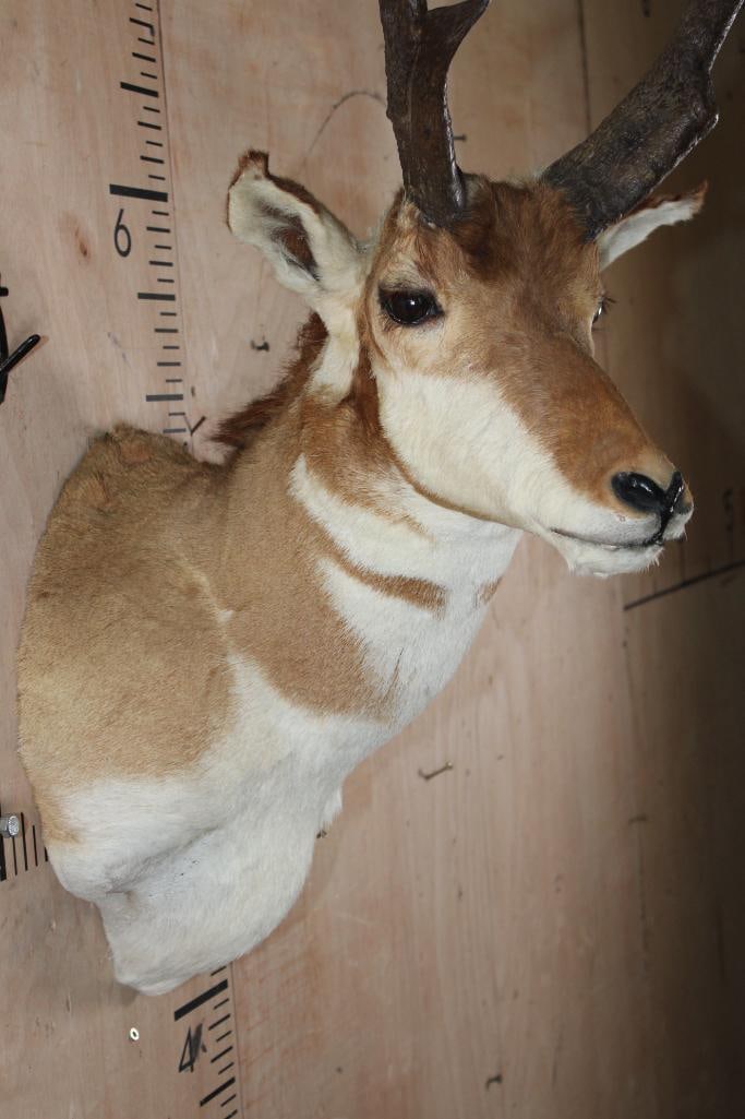 PRONGHORN Shoulder Mount - 5