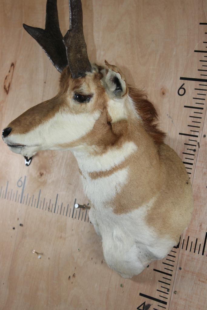 PRONGHORN Shoulder Mount - 6