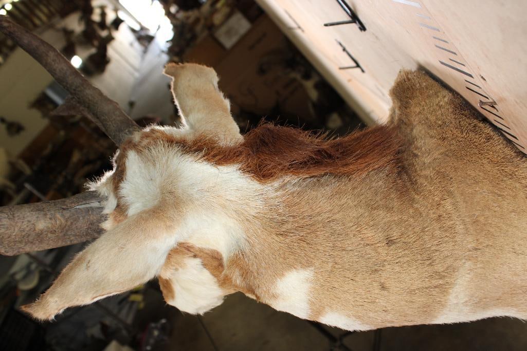 PRONGHORN Shoulder Mount - 7