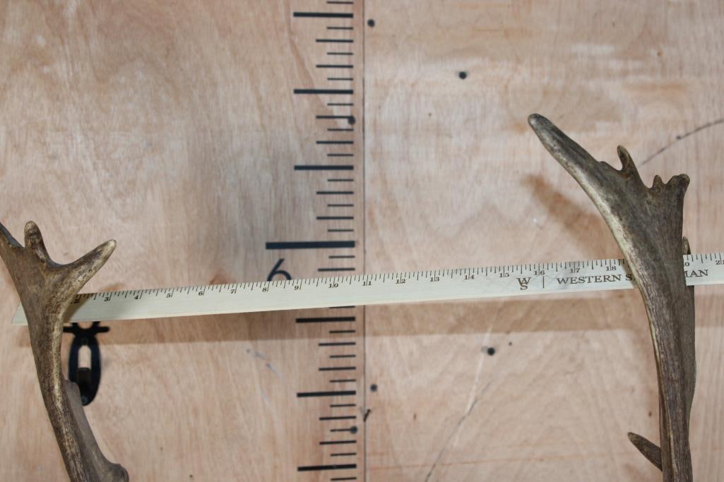 16-Point COMMON FALLOW DEER Shoulder Mount - 10