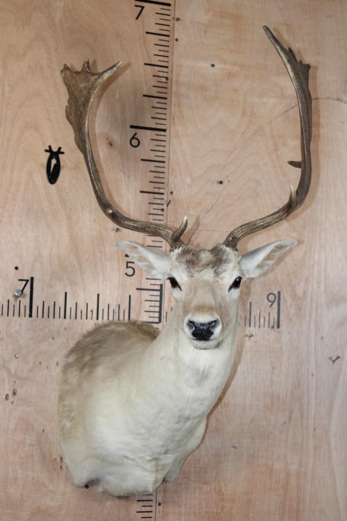 16-Point COMMON FALLOW DEER Shoulder Mount: 16-Point COMMON FALLOW DEER Shoulder Mount. It has a 20" Spread and is in Good Condition. TAXIDERMY 