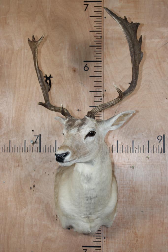 16-Point COMMON FALLOW DEER Shoulder Mount - 2