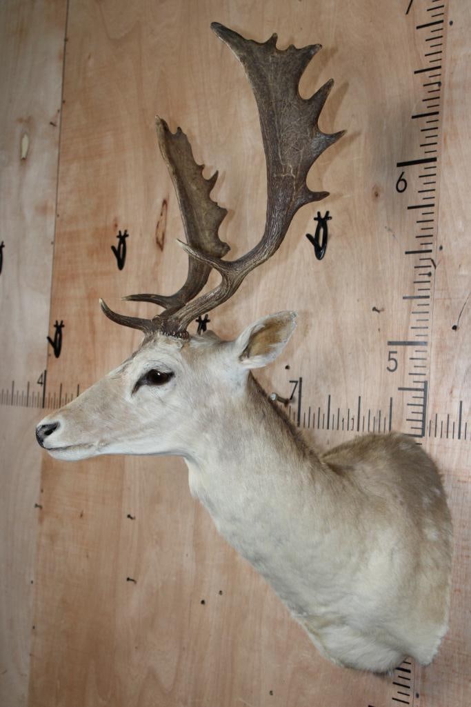 16-Point COMMON FALLOW DEER Shoulder Mount - 3