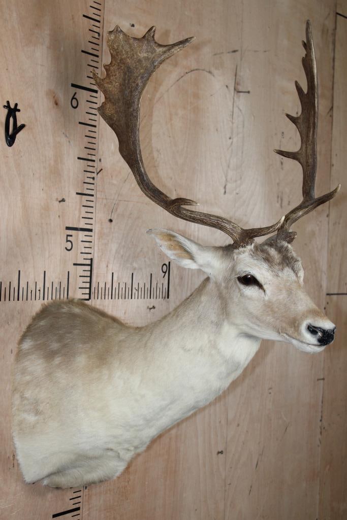 16-Point COMMON FALLOW DEER Shoulder Mount - 4