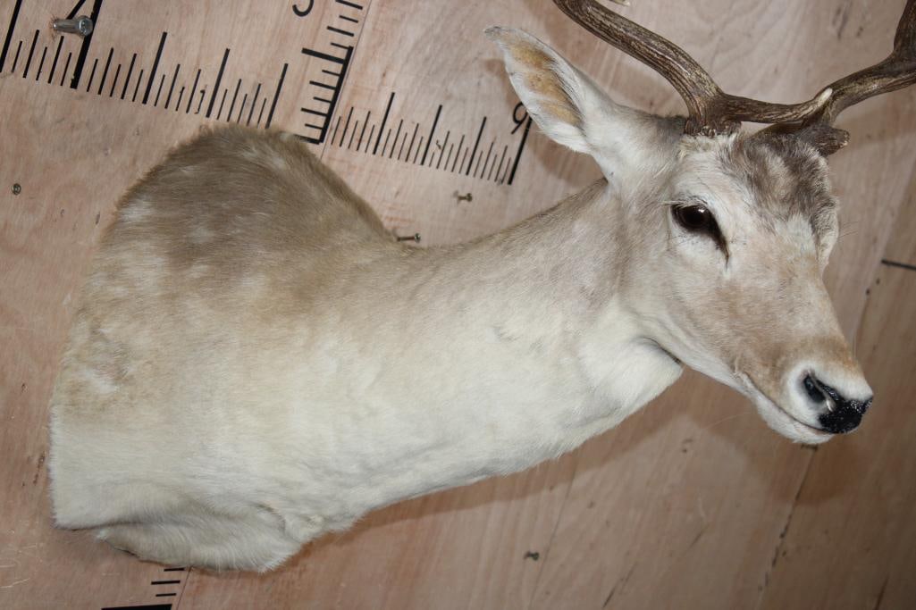 16-Point COMMON FALLOW DEER Shoulder Mount - 5