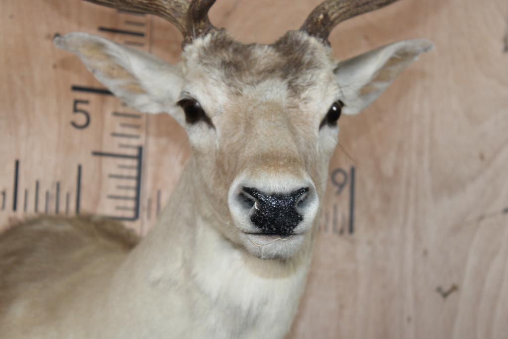 16-Point COMMON FALLOW DEER Shoulder Mount - 6