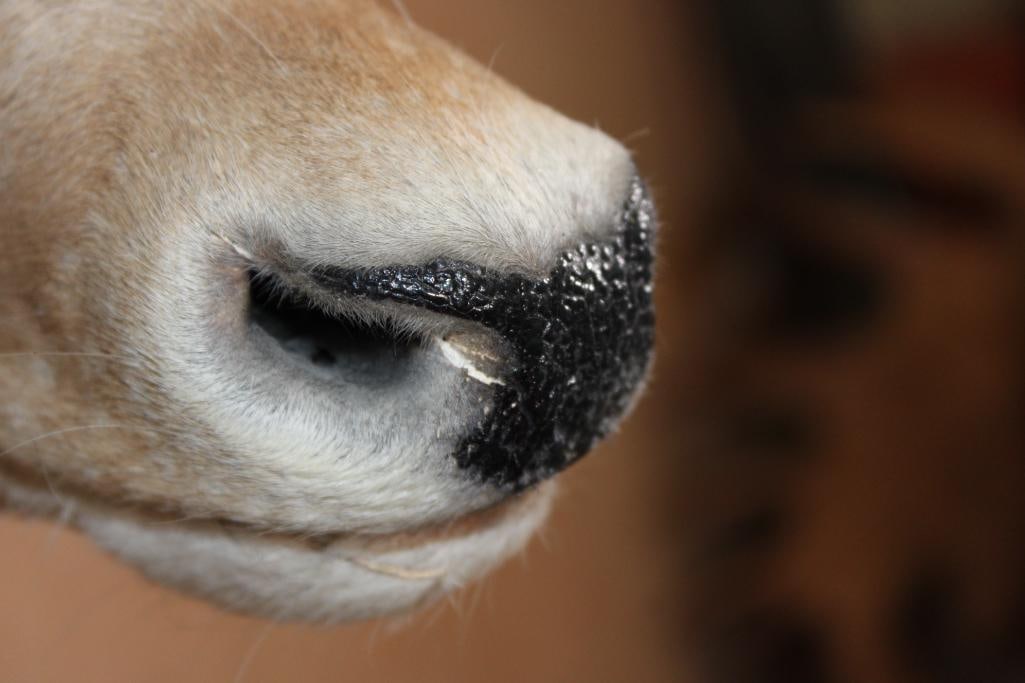 16-Point COMMON FALLOW DEER Shoulder Mount - 7