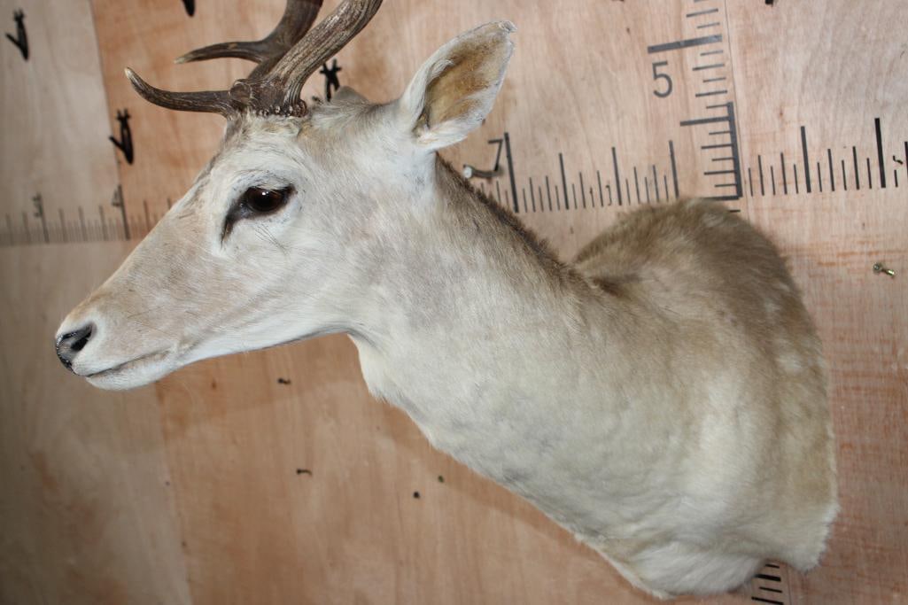 16-Point COMMON FALLOW DEER Shoulder Mount - 8