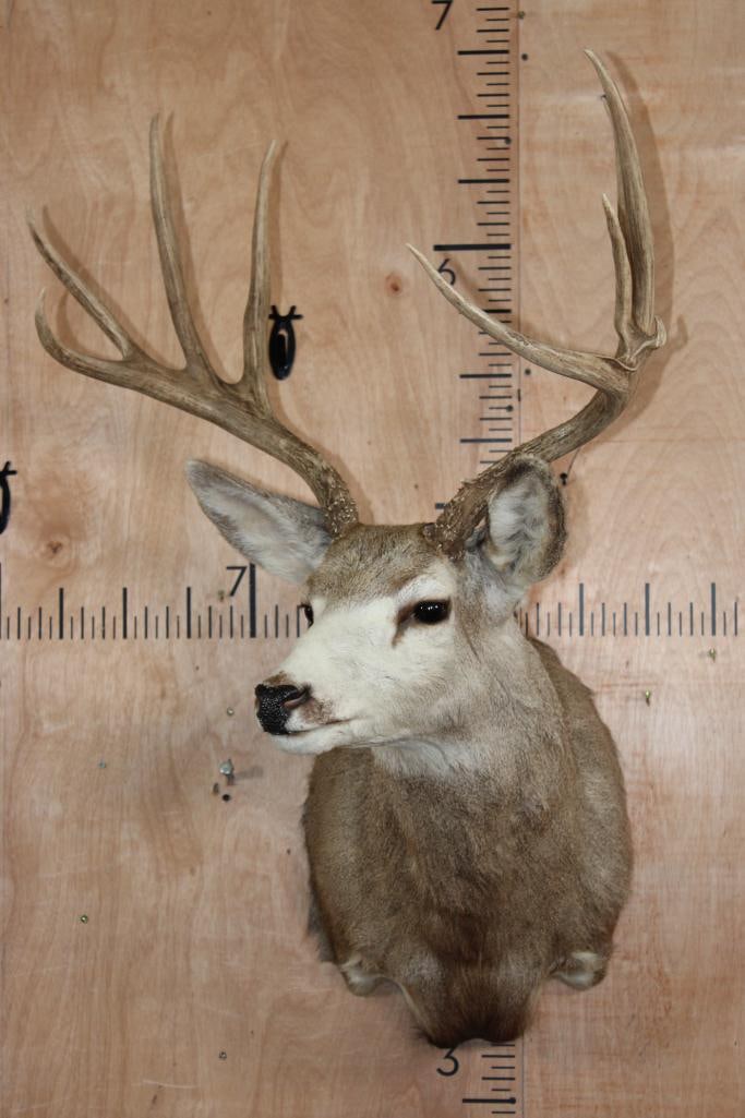 10-Point MULE DEER Shoulder Mount - 2