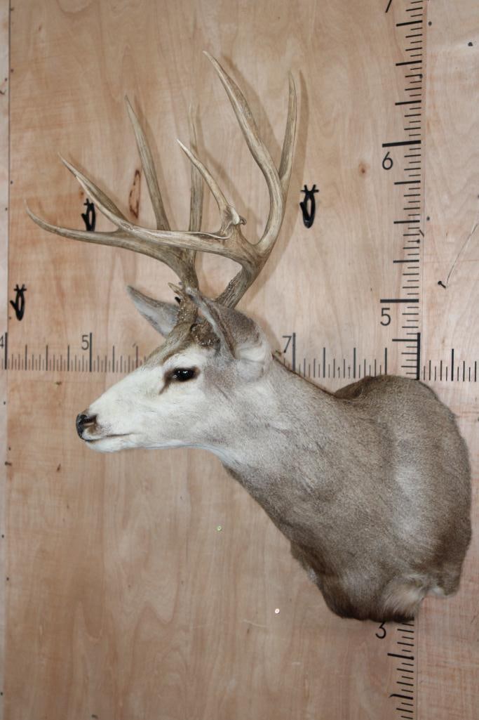 10-Point MULE DEER Shoulder Mount - 3
