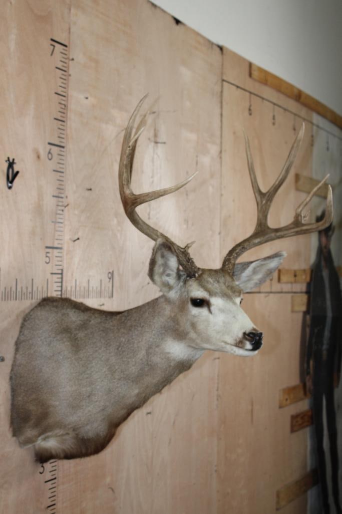 10-Point MULE DEER Shoulder Mount - 4