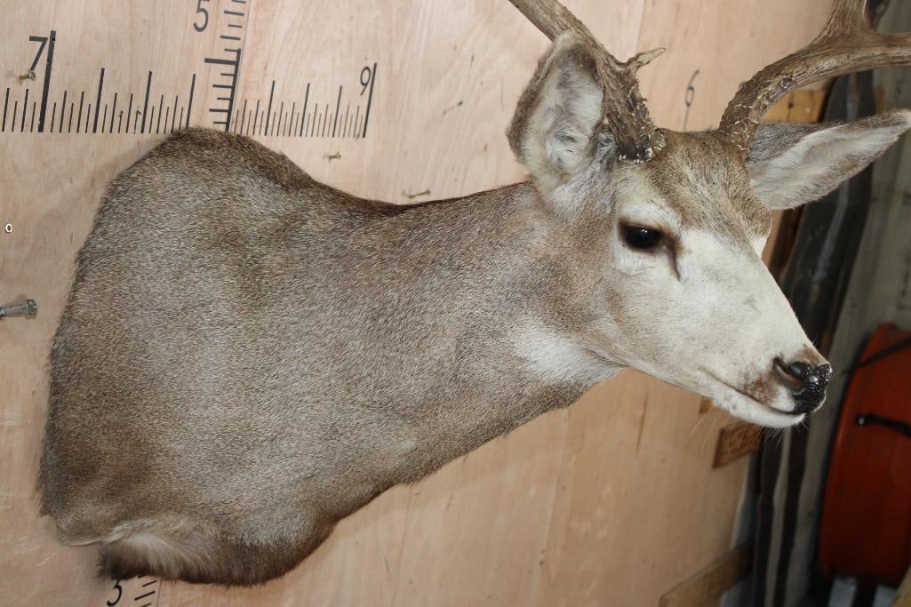 10-Point MULE DEER Shoulder Mount - 5