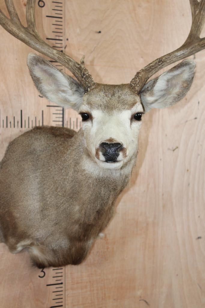 10-Point MULE DEER Shoulder Mount - 6