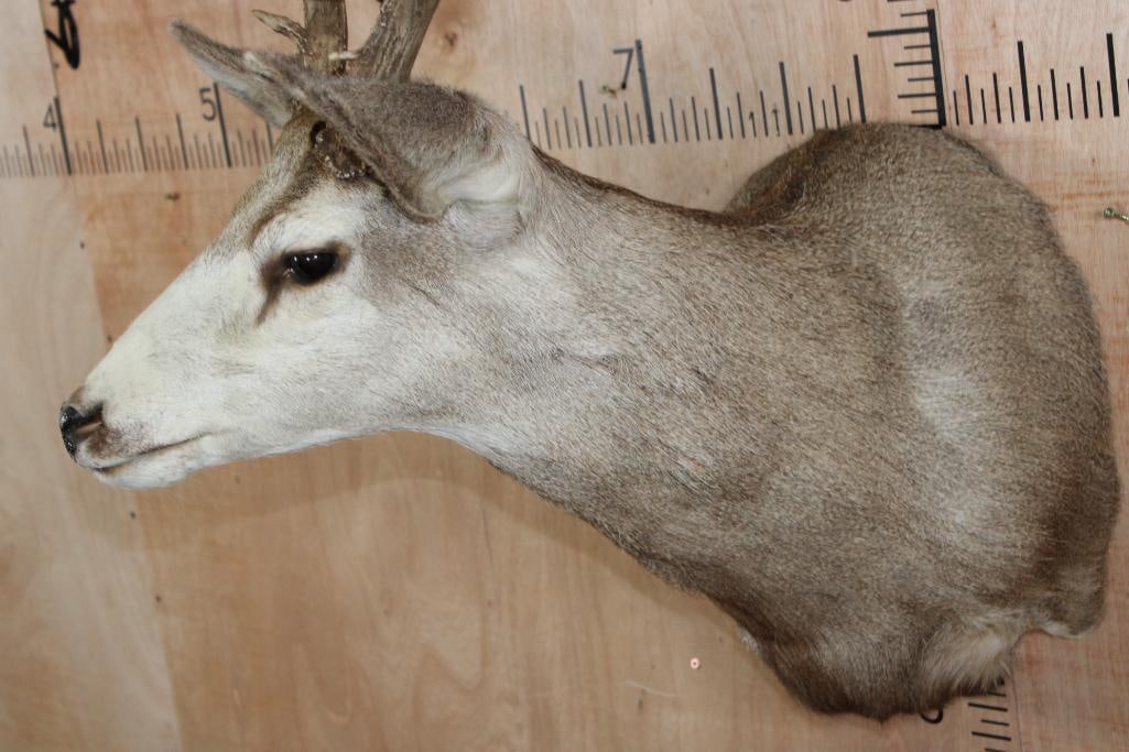 10-Point MULE DEER Shoulder Mount - 7
