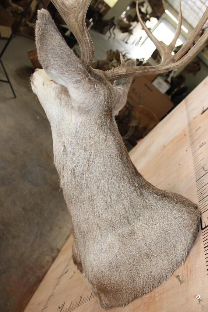10-Point MULE DEER Shoulder Mount - 8