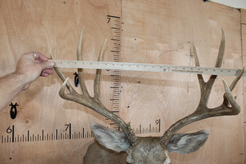 10-Point MULE DEER Shoulder Mount - 9