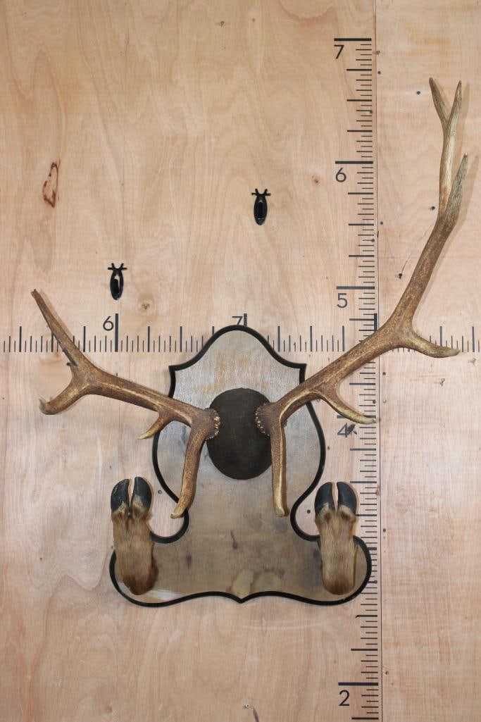 10-Point ELK Rack on a Wood Plaque with 2 Mounted Hooves: 10-Point ELK Rack on a Wood Plaque with 2 Mounted Hooves. The Right Antler appears to have broken off in the wild. TAXIDERMY 