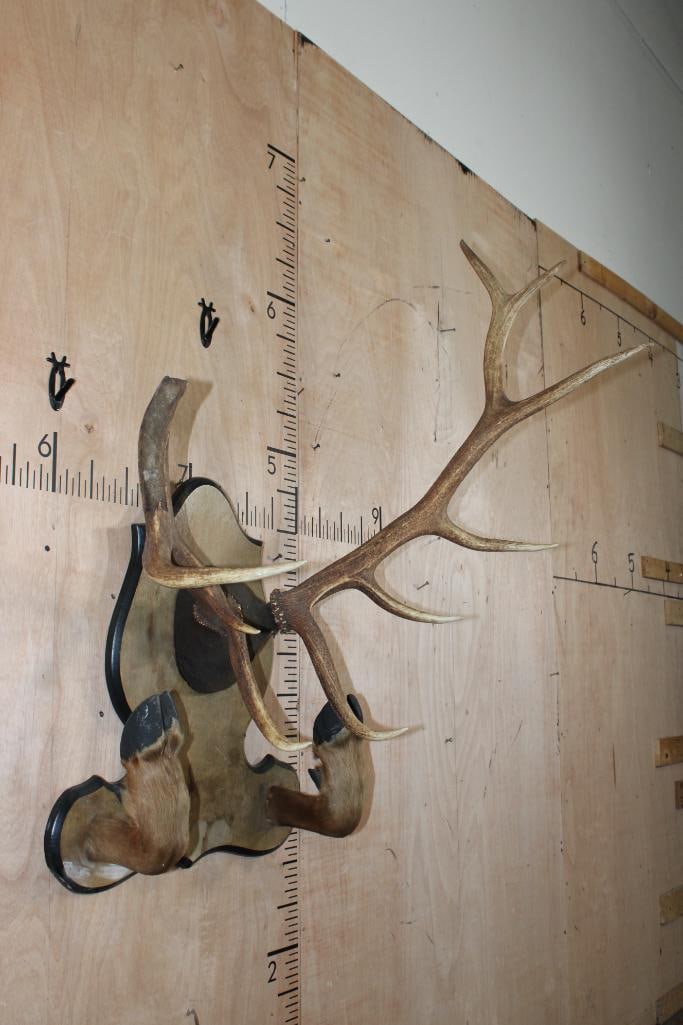 10-Point ELK Rack on a Wood Plaque with 2 Mounted Hooves - 2
