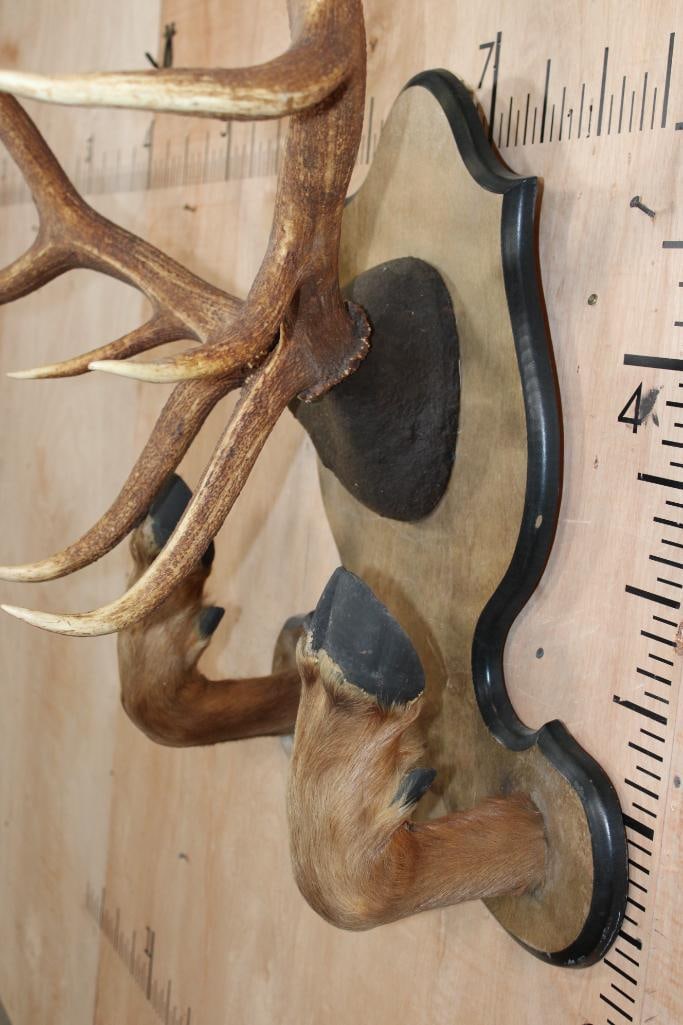 10-Point ELK Rack on a Wood Plaque with 2 Mounted Hooves - 6