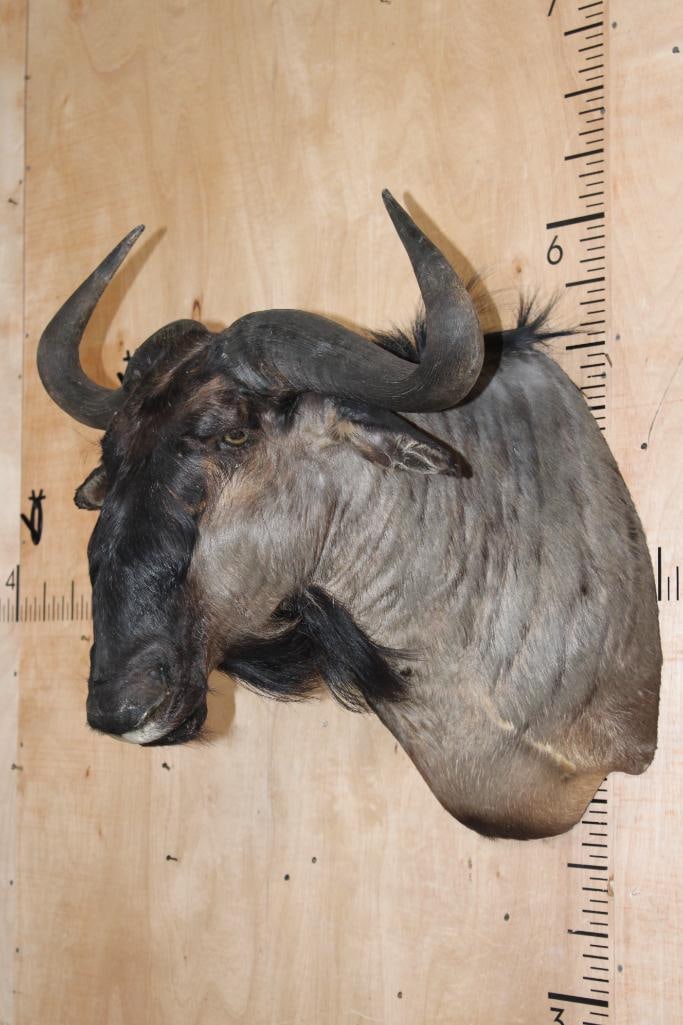 BLUE WILDEBEEST Shoulder Mount - 2