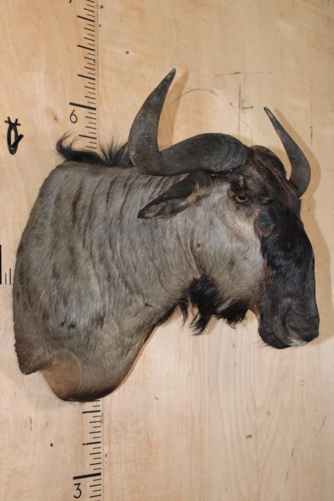 BLUE WILDEBEEST Shoulder Mount - 3