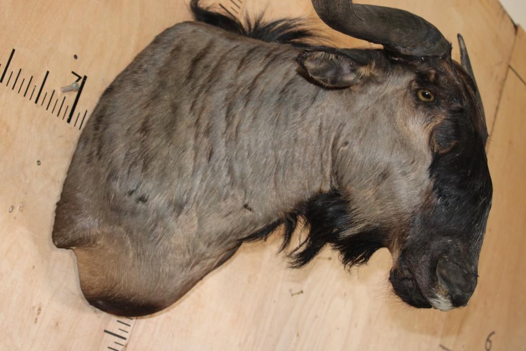 BLUE WILDEBEEST Shoulder Mount - 4