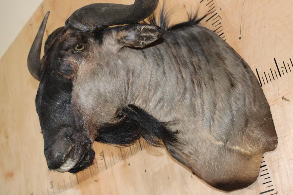 BLUE WILDEBEEST Shoulder Mount - 5
