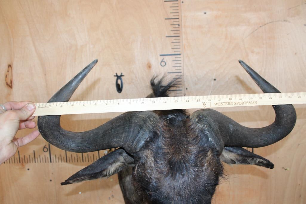 BLUE WILDEBEEST Shoulder Mount - 6