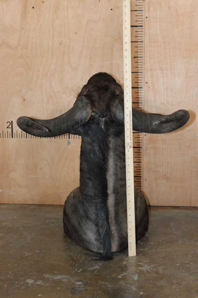 BLUE WILDEBEEST Shoulder Mount - 7