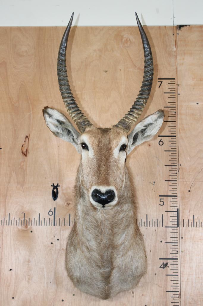 WATERBUCK Shoulder Mount: WATERBUCK Shoulder Mount. The Left Horn measures 21.5" Long and the Right Horn measures 21.25" Long. It is in Good Condition. TAXIDERMY 