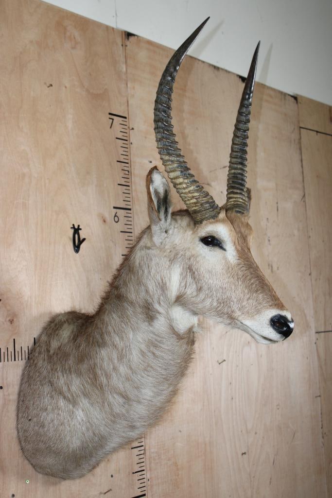 WATERBUCK Shoulder Mount - 2