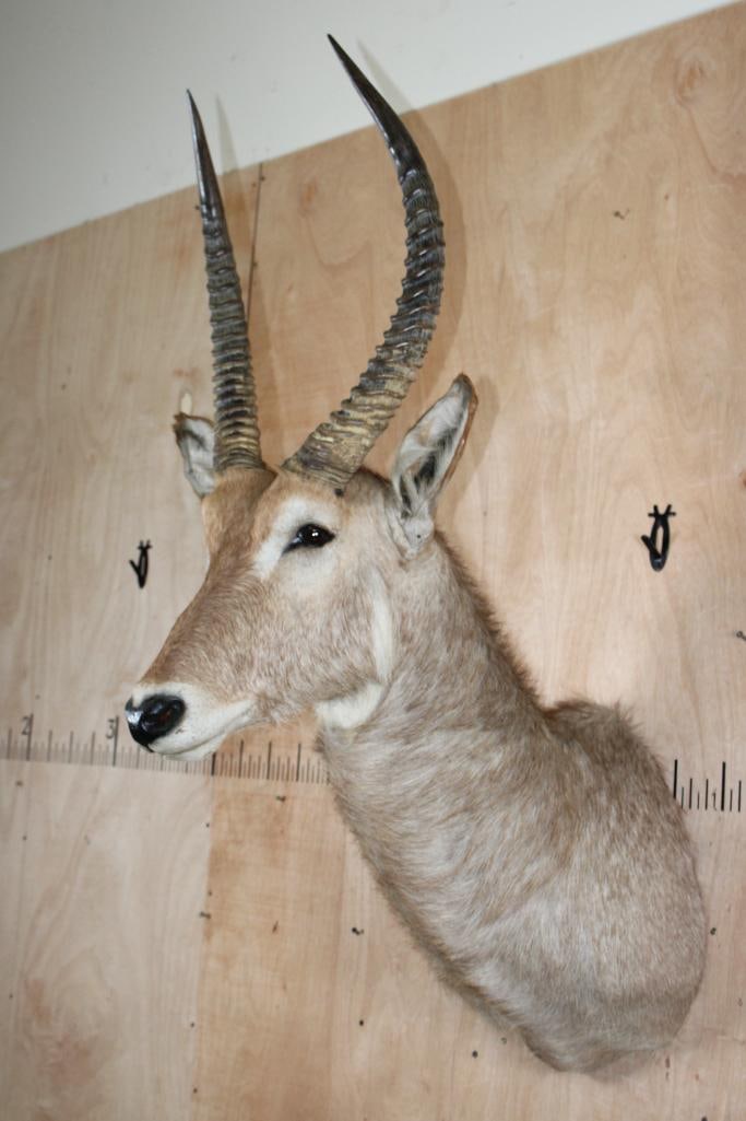 WATERBUCK Shoulder Mount - 3