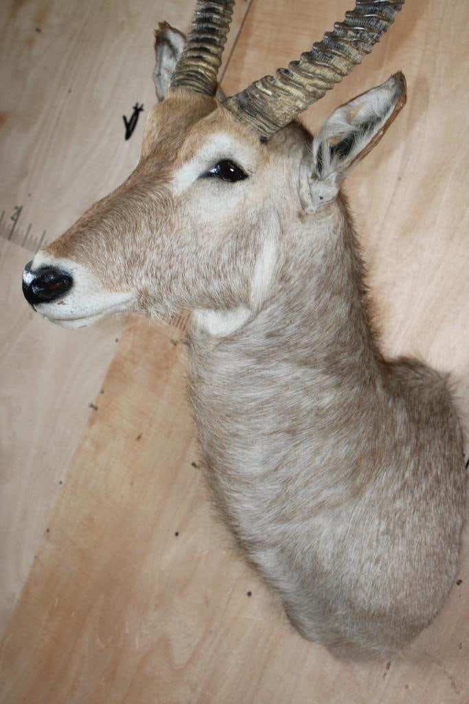 WATERBUCK Shoulder Mount - 4