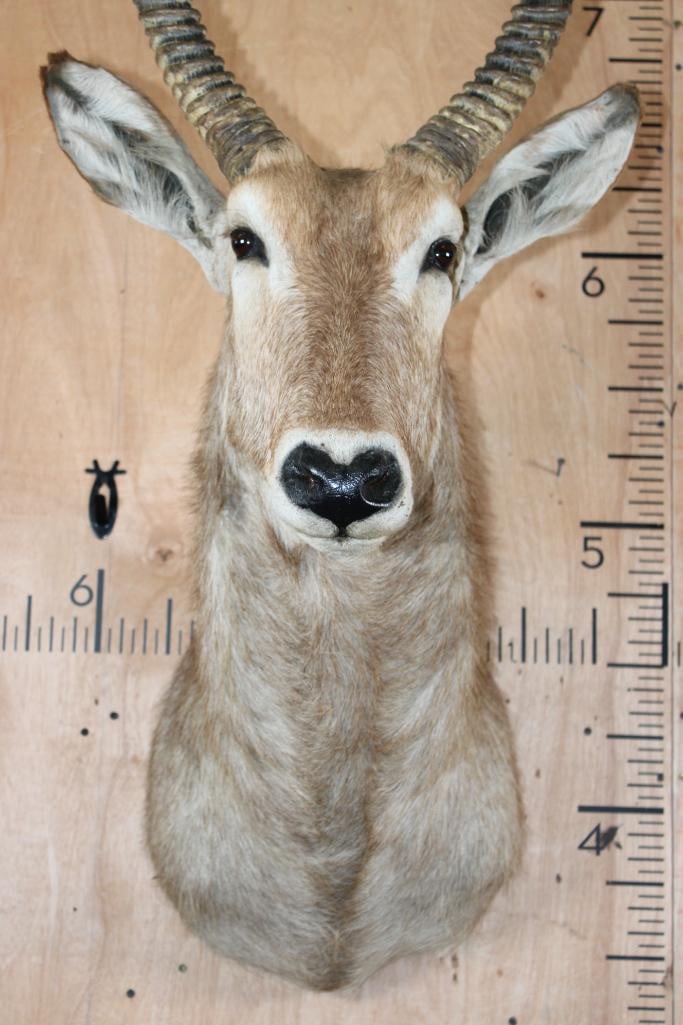 WATERBUCK Shoulder Mount - 5