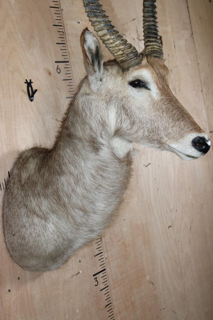 WATERBUCK Shoulder Mount - 6