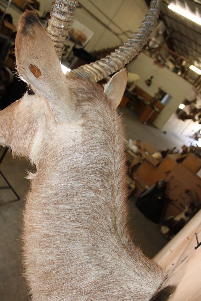 WATERBUCK Shoulder Mount - 7