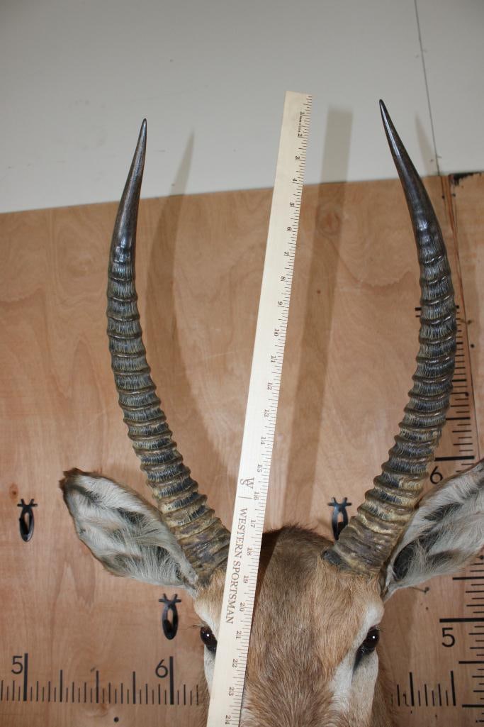 WATERBUCK Shoulder Mount - 8