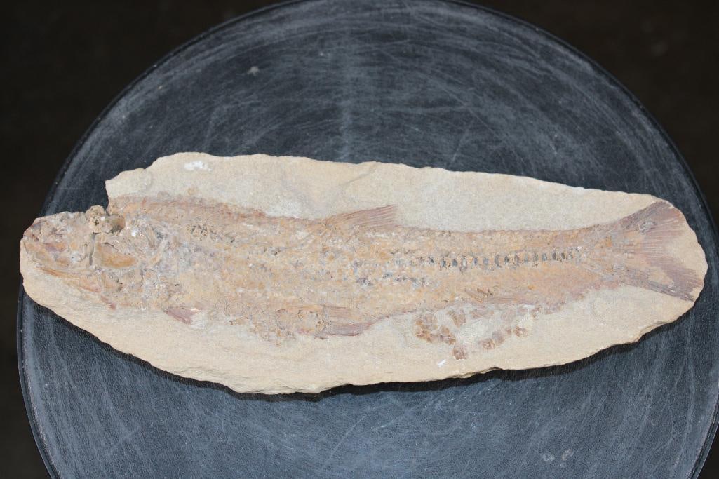 Big Fossilized PRIONOLEPIS CATAPHRACTUS or "Viper Fish" Specimen in its Fossil Matrix: Big Fossilized PRIONOLEPIS CATAPHRACTUS or "Viper Fish" Specimen in its Fossil Matrix. It measures 11.5" Long x 4.25" Wide x 1" Tall and the Total Weight is 2.4 lbs. This dates back to the Upper