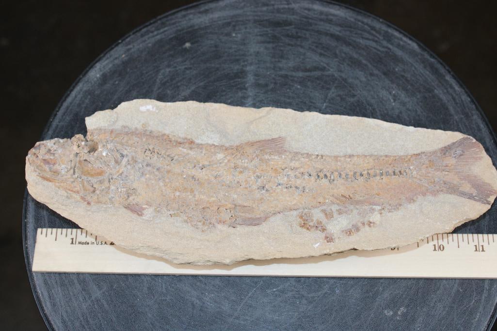 Big Fossilized PRIONOLEPIS CATAPHRACTUS or "Viper Fish" Specimen in its Fossil Matrix - 2