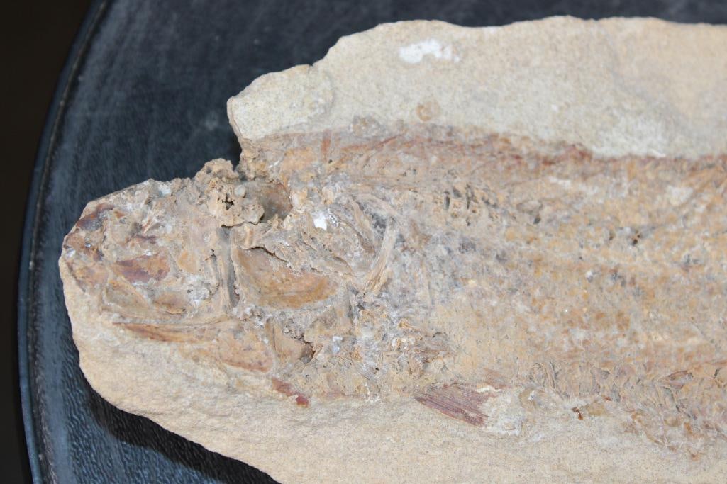 Big Fossilized PRIONOLEPIS CATAPHRACTUS or "Viper Fish" Specimen in its Fossil Matrix - 3