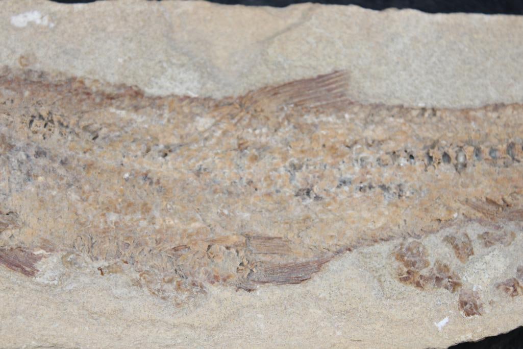 Big Fossilized PRIONOLEPIS CATAPHRACTUS or "Viper Fish" Specimen in its Fossil Matrix - 4