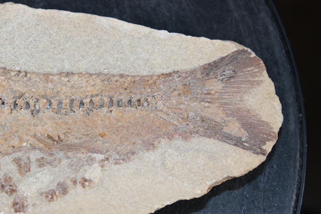 Big Fossilized PRIONOLEPIS CATAPHRACTUS or "Viper Fish" Specimen in its Fossil Matrix - 5