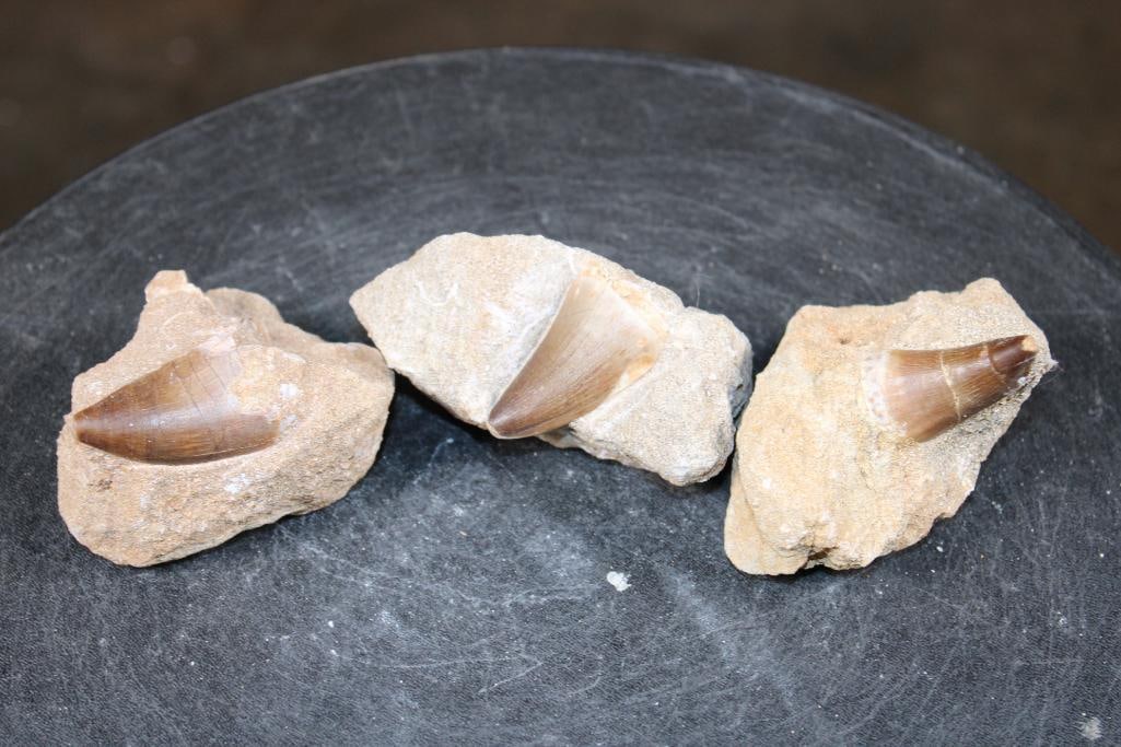 (3) Big MOSASAUR TEETH in their own Rock Matrix: 3 Authentic MOSASAUR Fossil Teeth. The Total Weight for all is 1.1 lbs. Mosasaurs lived during the Late Cretaceous Period, from about 90 million years ago until they went extinct around 66 million