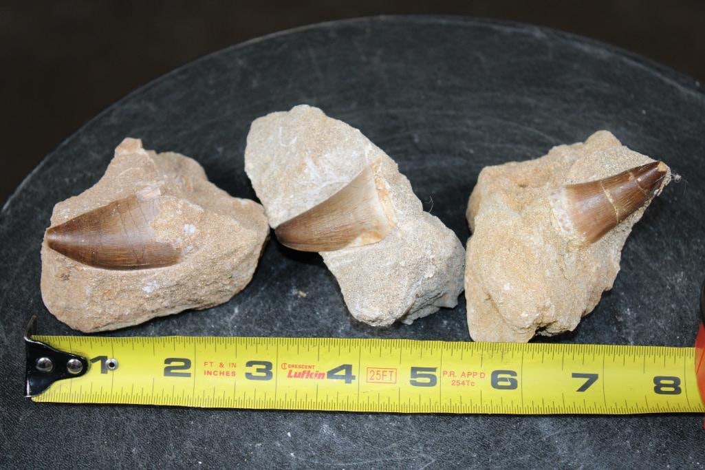 (3) Big MOSASAUR TEETH in their own Rock Matrix - 2