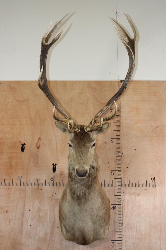 11-Point RED STAG Wall Pedestal Mount with a Tall Rack: Nice Older 11-Point RED STAG Wall Pedestal Mount with a Tall Rack. It has a 28" Spread and is in Good Condition. TAXIDERMY 