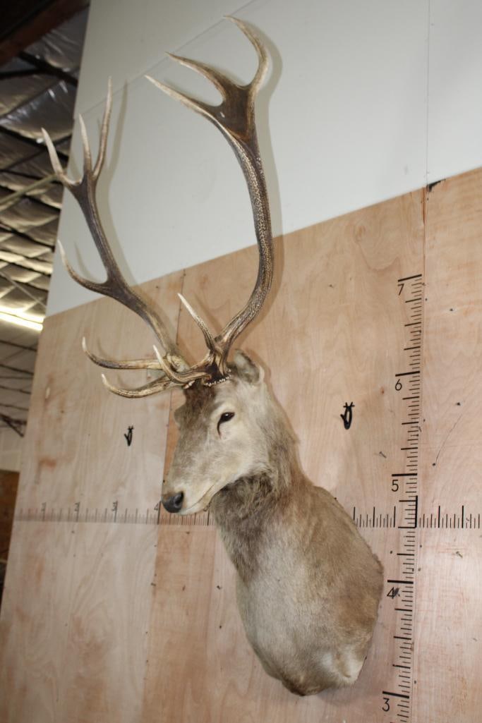 11-Point RED STAG Wall Pedestal Mount with a Tall Rack - 2